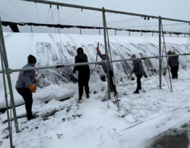 湖北农业抗冰雪！11个工作组、30支农机服务队驰援全省各地保生产
