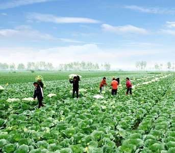 “抢抢抢抢抢！”湖北省发布蔬菜灾后恢复生产技术指导意见