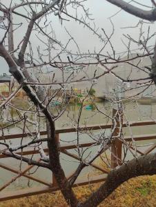 湖北省水产养殖低温雨雪冰冻灾后复产技术指南