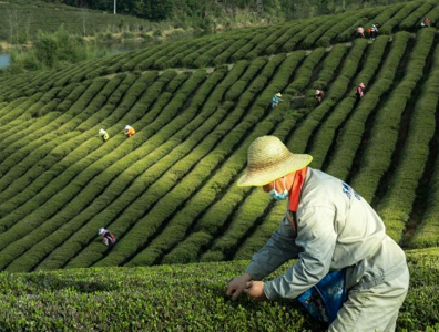 赤壁16.5万亩茶园进入采摘期，名优春茶供销两旺