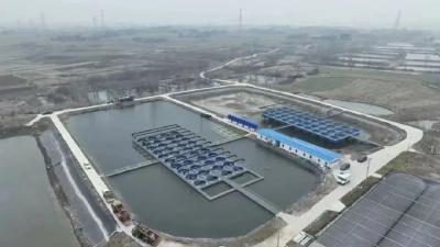 塘里放着桶，桶里养着鱼……带你揭秘池塘“零排放”圈养模式