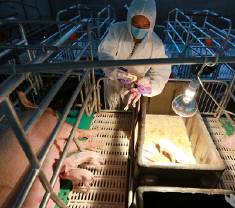 湖北省新增3个国家级非洲猪瘟无疫小区