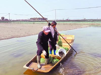 中国生态养蟹第一县，河蟹年产量突破1.7万吨，产值突破17亿元