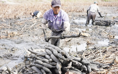 返乡挖藕人过上幸福生活从“逐藕而居”到日入700元 湖北洪湖莲藕产业加速崛起