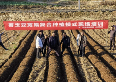 恩施三岔镇“薯玉豆”复合种植面积突破3000亩