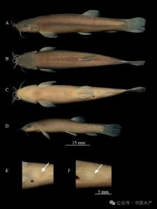 我国科研人员发现洞穴鱼类新物种安东岭鳅
