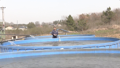 黄陂：春暖放鱼苗 不误农时不负春