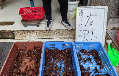 每斤20元起步，今春农贸市场的小龙虾“抢鲜价”也亲民