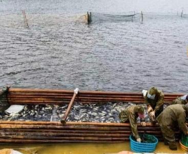 江西：一条彭泽鲫 “游”进致富门