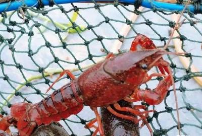湿地养虾蟹，接茬上市！预计年产量将超110万斤！