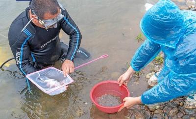 长江鲟野外天然水域产卵场改造与自然繁殖试验取得成功