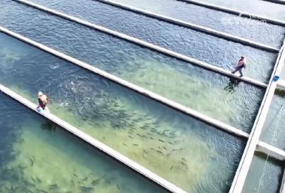 焦点访谈：鱼从山中来