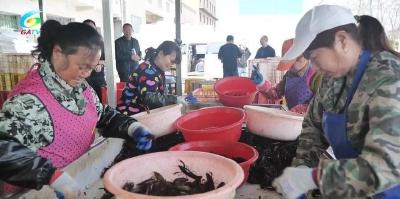 公安县闸口镇：养生态品质虾 走幸福致富路