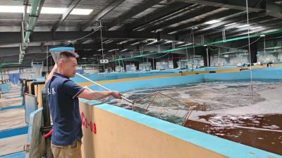 淡水“马口鱼”在汉实现规模繁育