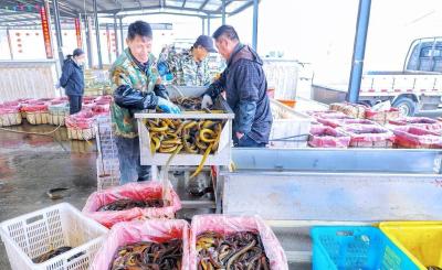 522.79万吨、同比增4.5%！湖北淡水产品产量连续27年居首后再次突破 “一虾一鳝”全国领先 渔民收入再创历史新高