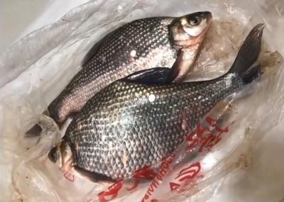 鄂州池中物 厦门桌上鲜