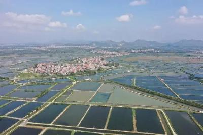 总产值5000多万元，茂名电白版“鱼米之乡”蹚出养殖富民路