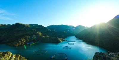 新疆天山跃出三文鱼