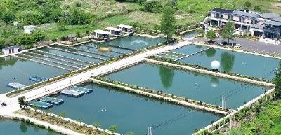 武汉餐企下乡“点单”养鱼 创新模式打通“泉水鮰鱼”全产业链