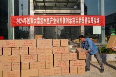 新洲：100万尾免费鱼苗发放到位