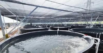 江苏无锡设施渔业再“上新”，“鱼菜共生”打造绿色种养新模式