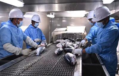 日照岚山 “陆海接力”：一尾鱼游出新质生产力