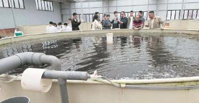 一立方米水一年可养出186斤鱼 这家神奇的养殖工厂是怎么做到的？