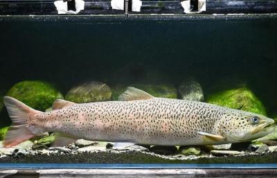 国家一级保护动物川陕哲罗鲑全人工繁殖成功