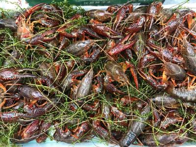 江西小龙虾养殖面积达270万亩 养殖产量28.5万吨