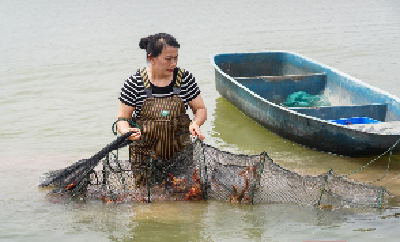 日销万斤！武汉江夏金水万余亩小龙虾热销上市