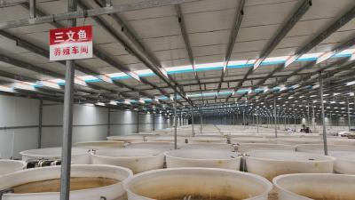 孝昌：深山里养出三文鱼