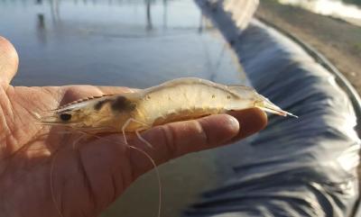 “池塘”进棚，高密度养殖南美白对虾，年总产量可达传统露天池塘养殖的4至6倍！