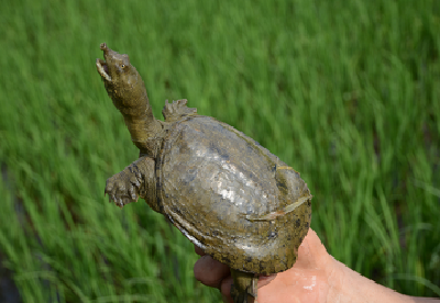 鱼跃人欢好“丰”景|一塘双收 “鳖”出新意