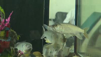 遇见新质生产力 | 全雄马口鱼驯化记