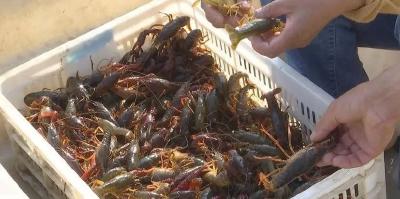 “虾稻共作”铺就绿色致富路