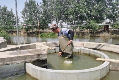 苗种技术助推渔业升级 武汉蔡甸鳜鱼苗繁育生产忙