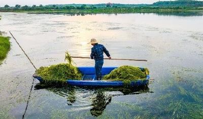 “鱼草平衡”打造“透亮鱼塘” 生态养殖水越来越清效益翻番