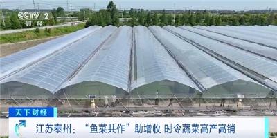 江苏泰州种植户“鱼菜共作” 每亩收益超3万元