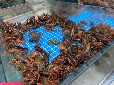货源充足 价格只需8元起步！ 餐桌顶流小龙虾售价跌至个位数，业内称价格已触底