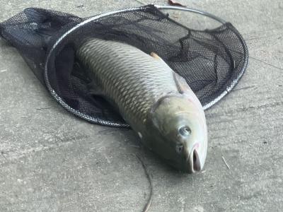 2024年6月全国水产养殖病害预测预报