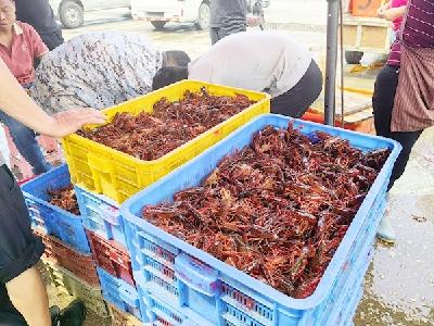 稻田虾供应进入尾声 武汉小龙虾价格触底反弹