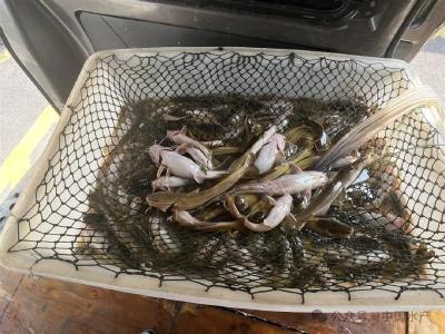 半夜驾冲锋舟在江里捕鱼百余公斤 武汉蔡甸警方循着水痕打掉这个非法捕捞团伙