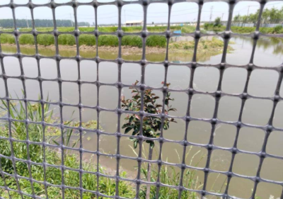 一水三收 稻虾憨“钱”景好