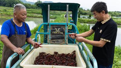 日销3400斤！阳新小龙虾市场火爆