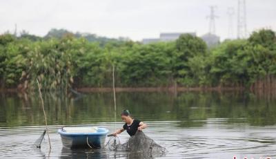 从田间爬上餐桌 江西彭泽小龙虾“链”成大产业