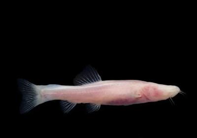 我国科研人员发现新物种龙州中华喀鳅