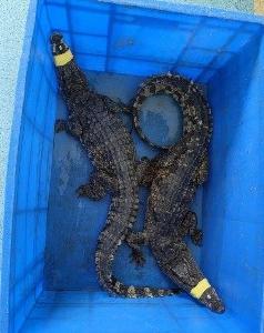 武汉将推进 “鳄鱼大排查” 和 “外来物种大科普”