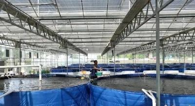 订单排到明年！这个基地实现从单一育苗到全链养殖