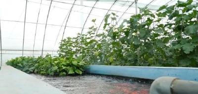 宁夏石嘴山 “鱼菜共生” 助力乡村产业振兴