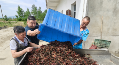 税惠“加料” 宜城大虾“食”力出圈